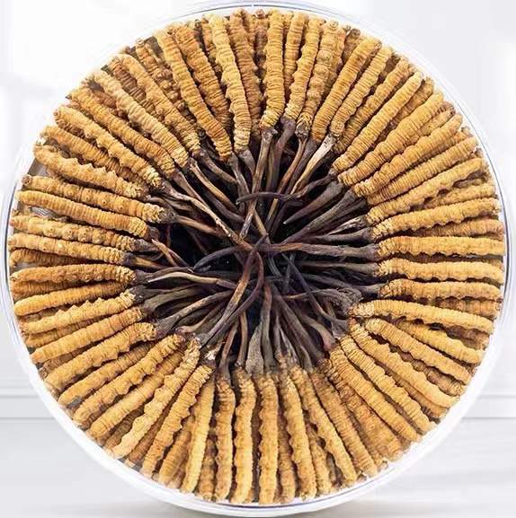 阿拉山口冬虫夏草回收